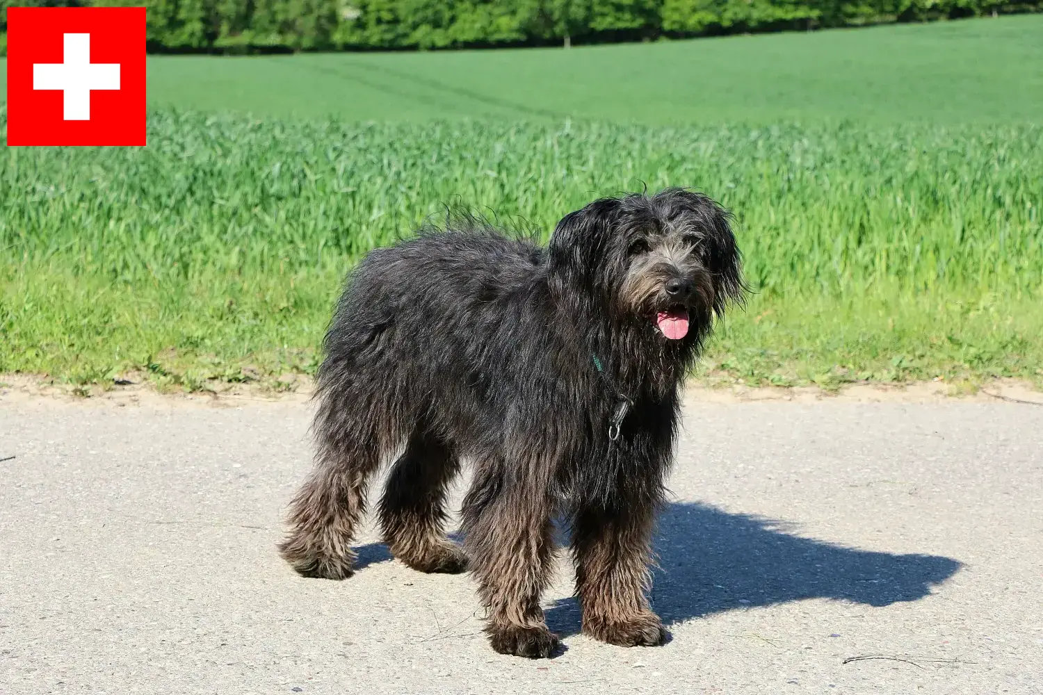 Bouvier des Flandres kölykök és tenyésztők Svájcban Itt talál Bouvier des Flandres tenyésztőket Svájcban.