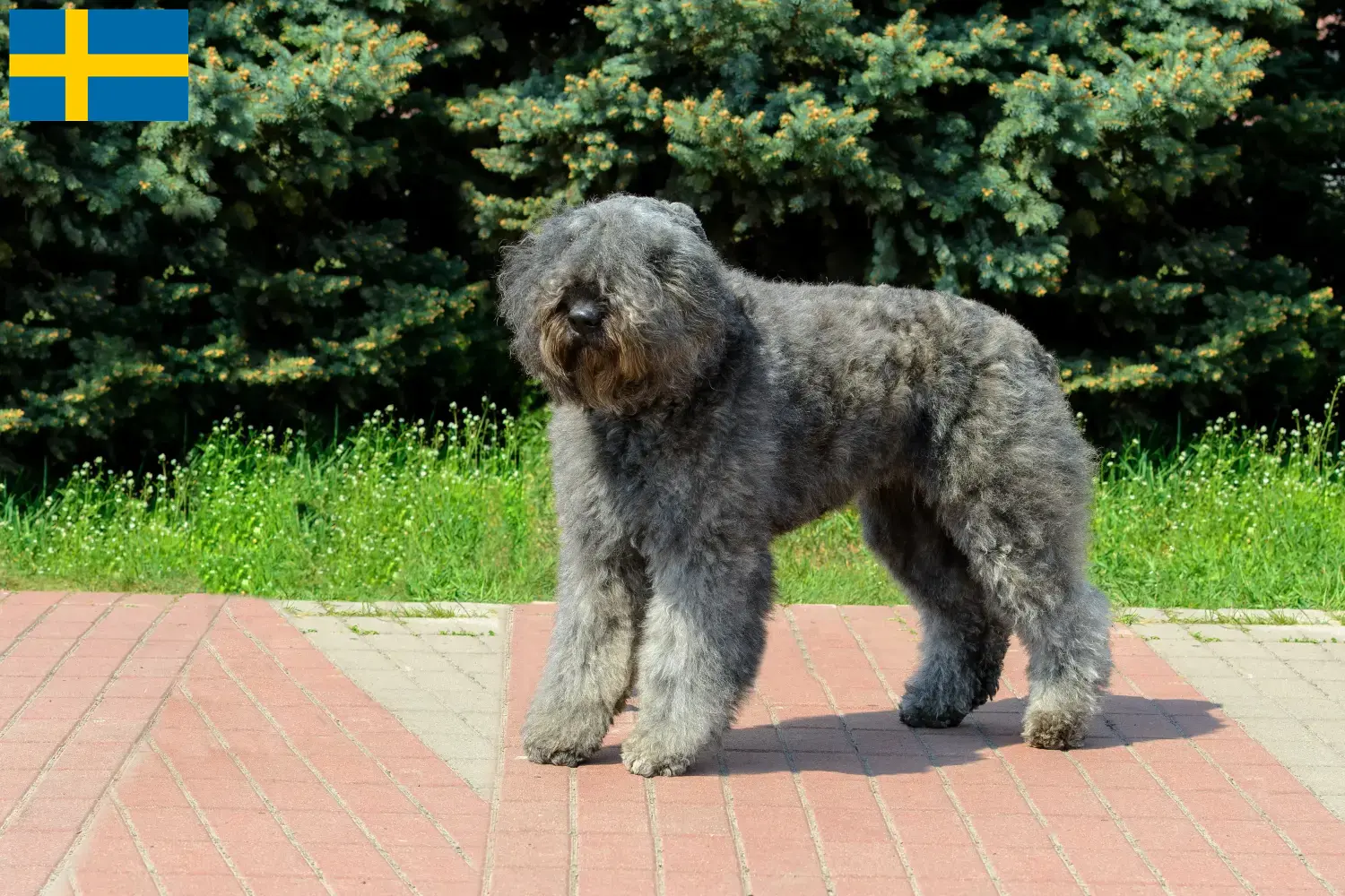 Bouvier des Flandres kölykök és tenyésztők Svédországban Itt talál Bouvier des Flandres tenyésztőket Svédországban.