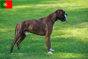 Read more about the article Boxer tenyésztők és kölykök Portugáliában