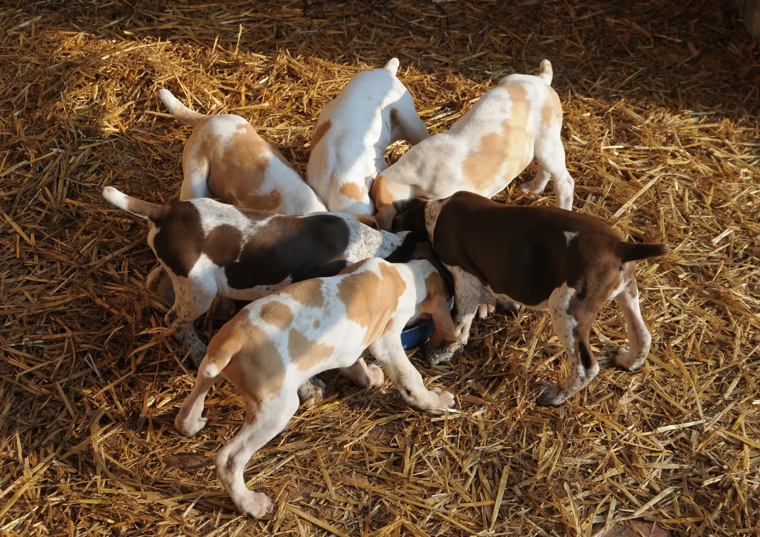 Bracco Italiano kiskutya vásárlása felelősségvállalást jelent! Bracco Italiano kölyökkutyák vásárlása.