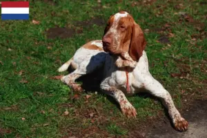 Read more about the article Bracco Italiano tenyésztők és kiskutyák Hollandiában