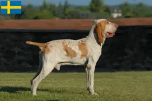 Read more about the article Bracco Italiano tenyésztők és kiskutyák Svédországban