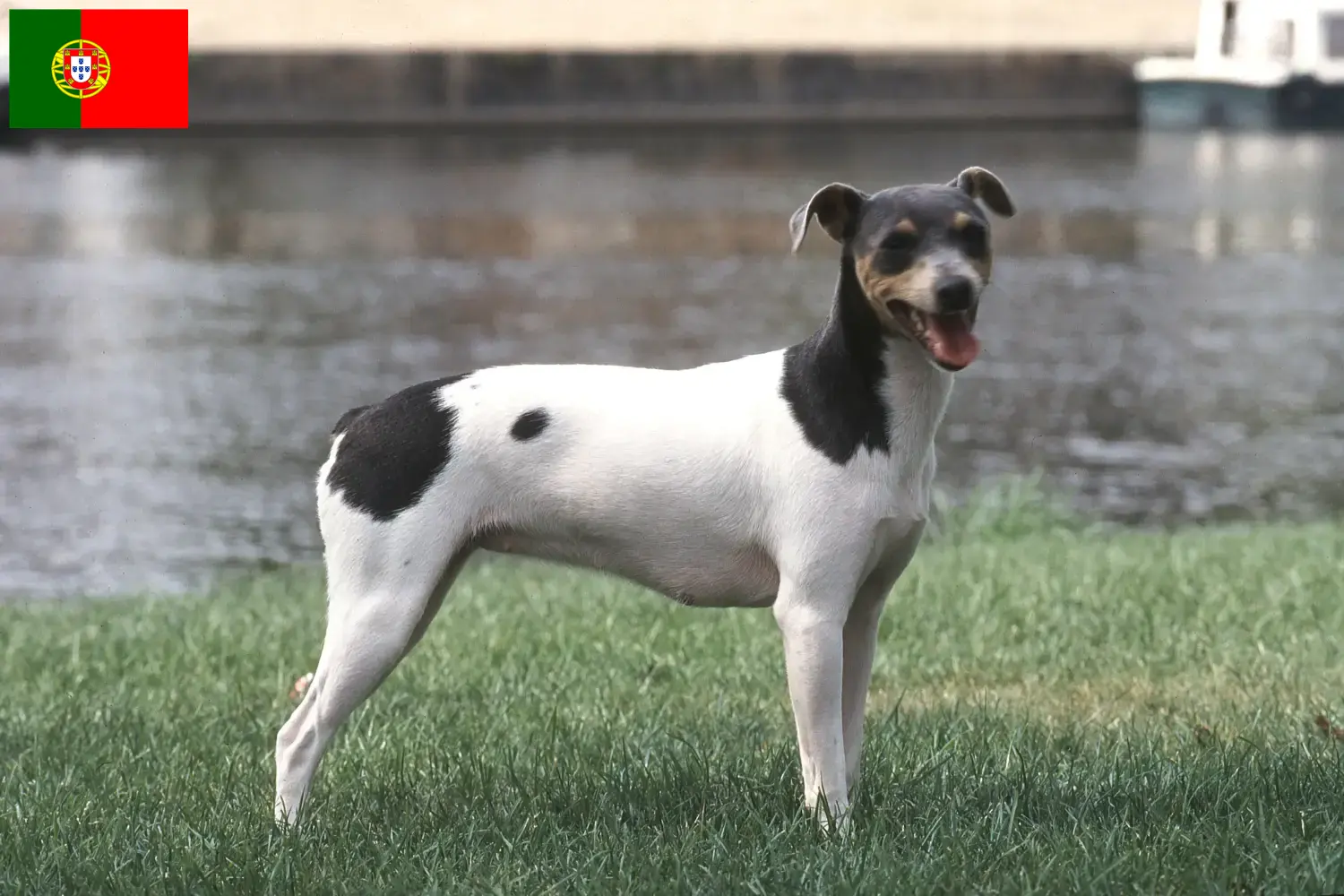 Brazil terrier kölykök és tenyésztők Portugália Keresse meg a brazil terrier tenyésztőket Portugáliában itt.