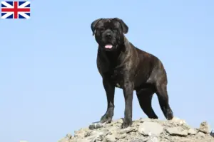 Read more about the article Bullmastiff tenyésztők és kölykök Nagy-Britanniában