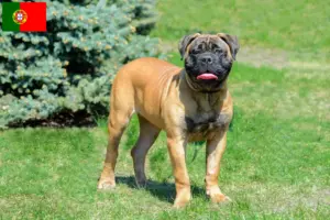 Read more about the article Bullmastiff tenyésztők és kölykök Portugáliában