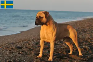 Read more about the article Bullmastiff tenyésztők és kölykök Svédországban