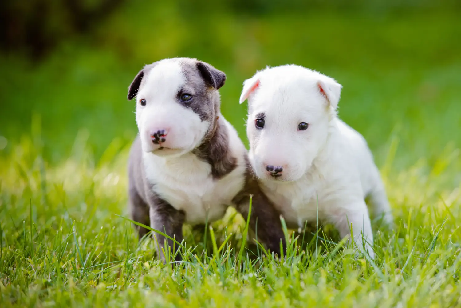 Bullterrier kölyökkutya vásárlása felelősségvállalást jelent! Bullterrier kölyökkutyák vásárlása.