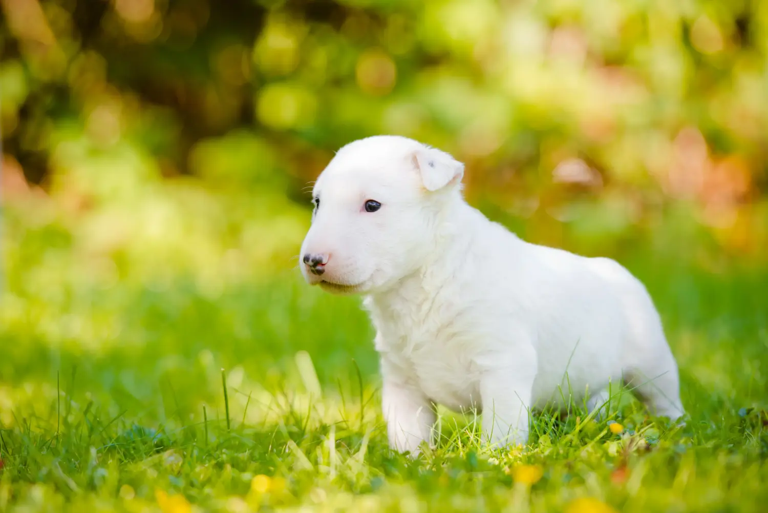 Bullterrier kölyökkutya vásárlása felelősségvállalást jelent! Bullterrier kölyökkutyák vásárlása.