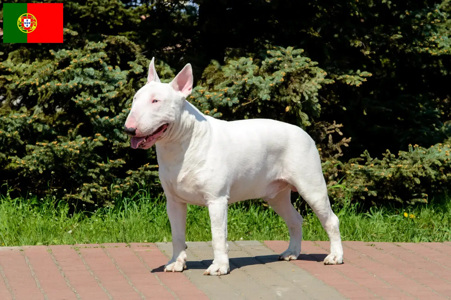 Bullterrier kölykök és tenyésztők Portugália Keress bullterrier tenyésztőket Portugália területén.