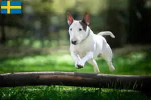 Read more about the article Bullterrier tenyésztők és kölykök Svédországban