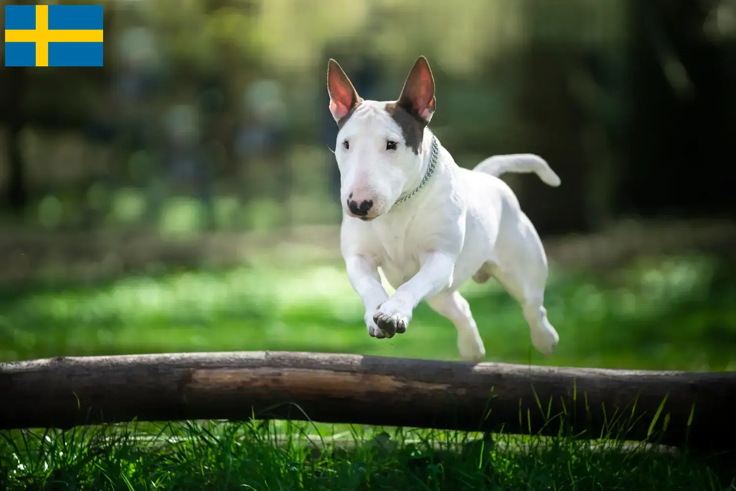 Bullterrier kölykök és tenyésztők Svédországban Svédországi bullterrier tenyésztőket itt talál.
