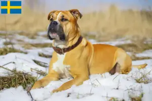 Read more about the article Ca de Bou tenyésztők és kiskutyák Svédországban
