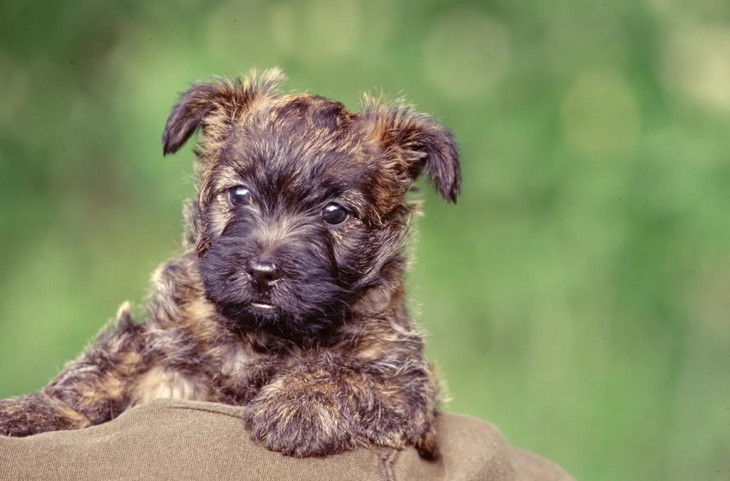 Cairn terrier kölyökkutya vásárlása felelősségvállalást jelent! Cairn terrier kiskutyák vásárlása.