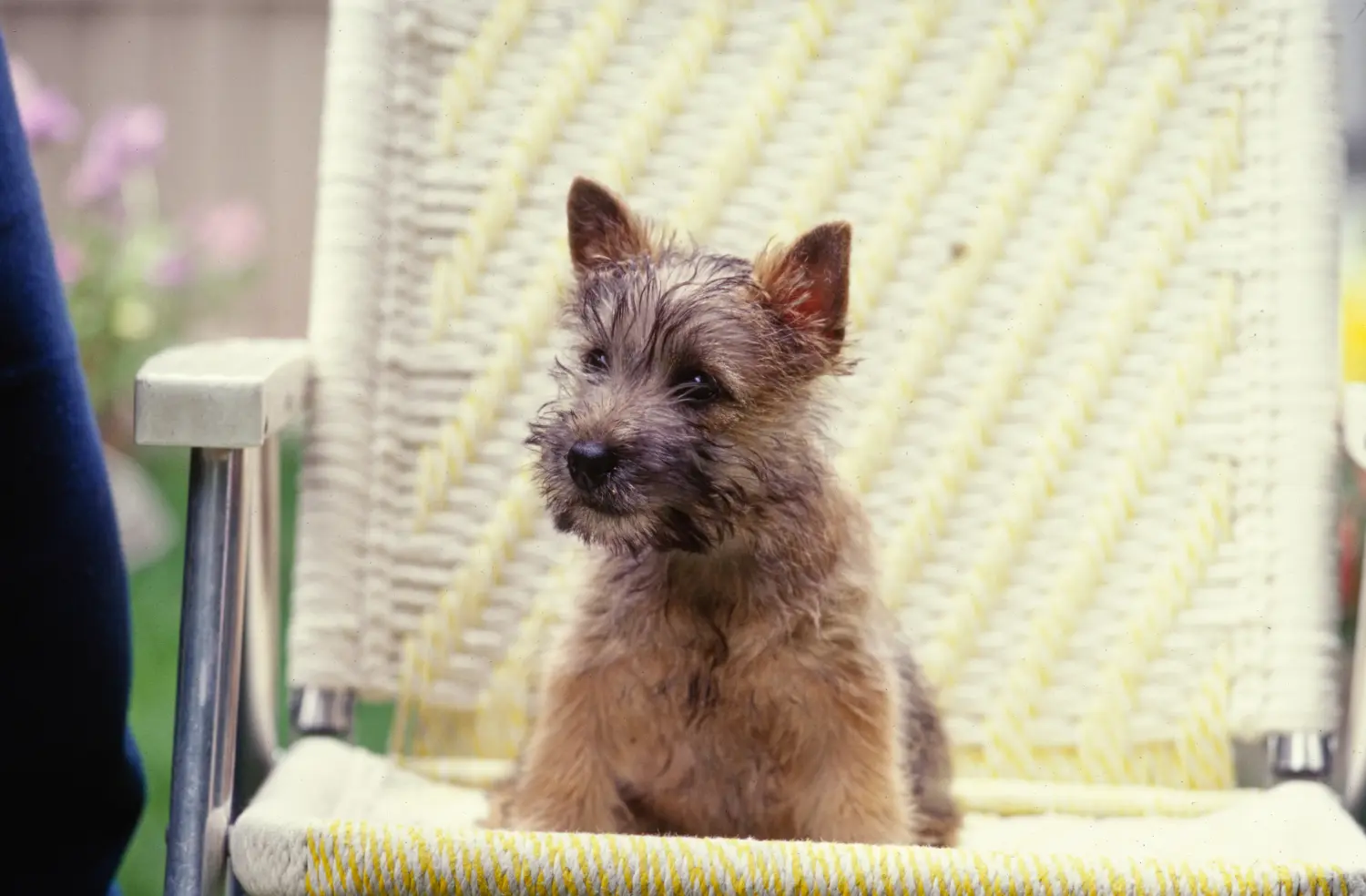 Cairn terrier kölyökkutya vásárlása felelősségvállalást jelent! Cairn terrier kiskutyák vásárlása.
