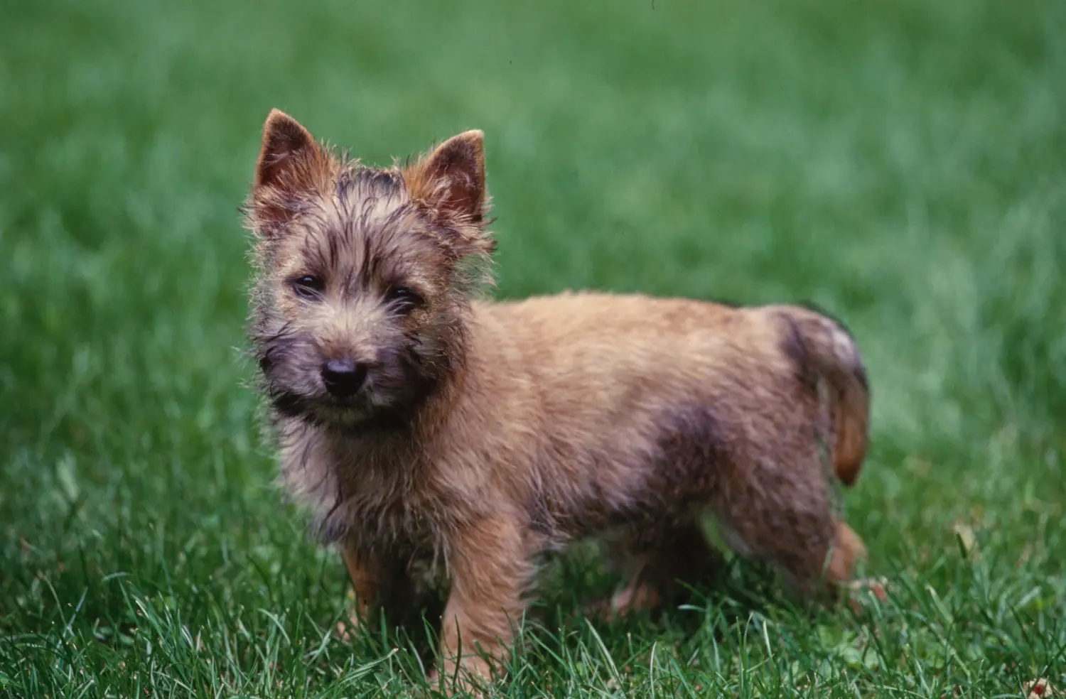 Cairn terrier kölyökkutya vásárlása felelősségvállalást jelent! Cairn terrier kiskutyák vásárlása.