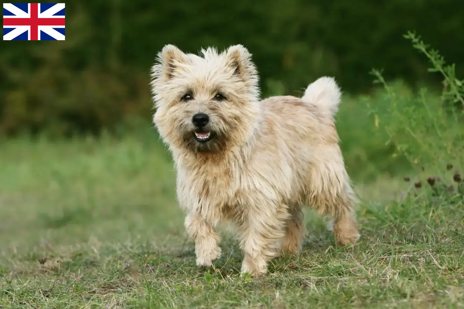 Cairn terrier kiskutyák és tenyésztők Nagy-Britannia Itt Cairn terrier tenyésztőket talál Nagy-Britanniában.