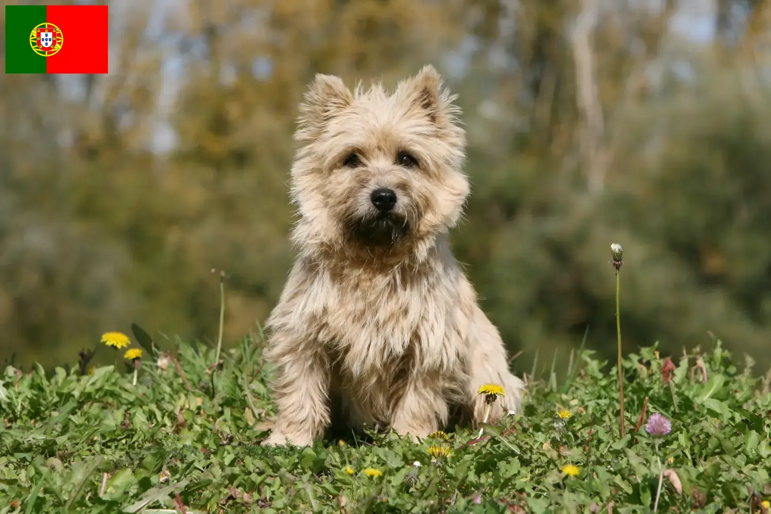 Cairn terrier kölykök és tenyésztők Portugália Keress Cairn terrier tenyésztőket Portugália területén.