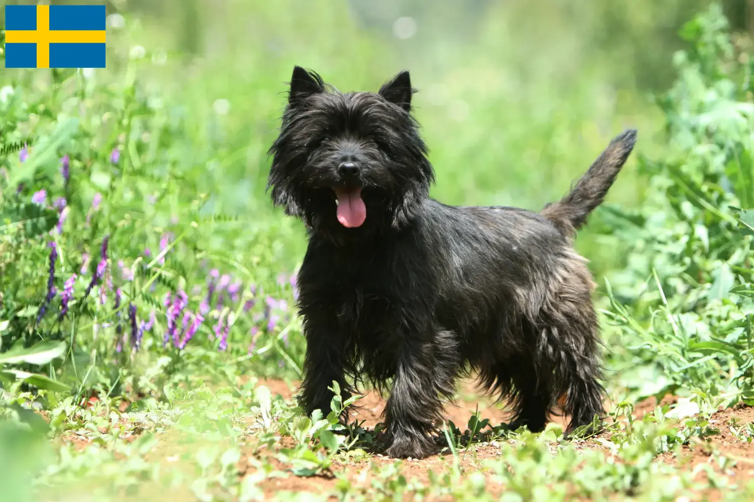 Cairn terrier kölykök és tenyésztők Svédországban Cairn terrier tenyésztőket Svédországban itt találsz.