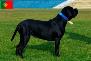 Read more about the article Cane Corso Italiano tenyésztők és kölykök Portugáliában