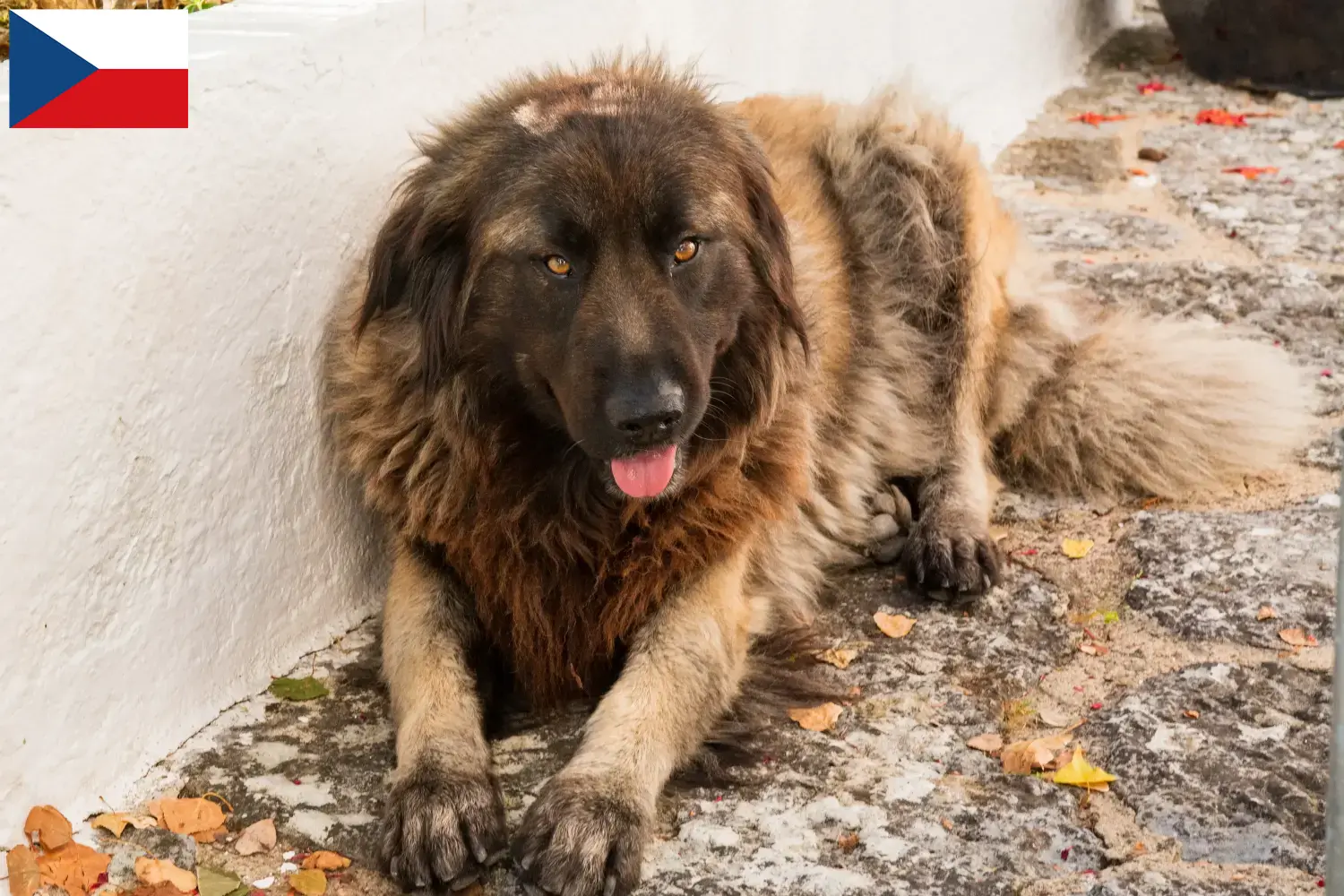 Cão Da Serra Da Estrela kiskutyák és tenyésztők Csehország Itt megtalálja a Cão Da Serra Da Estrelas tenyésztőit Csehországban.