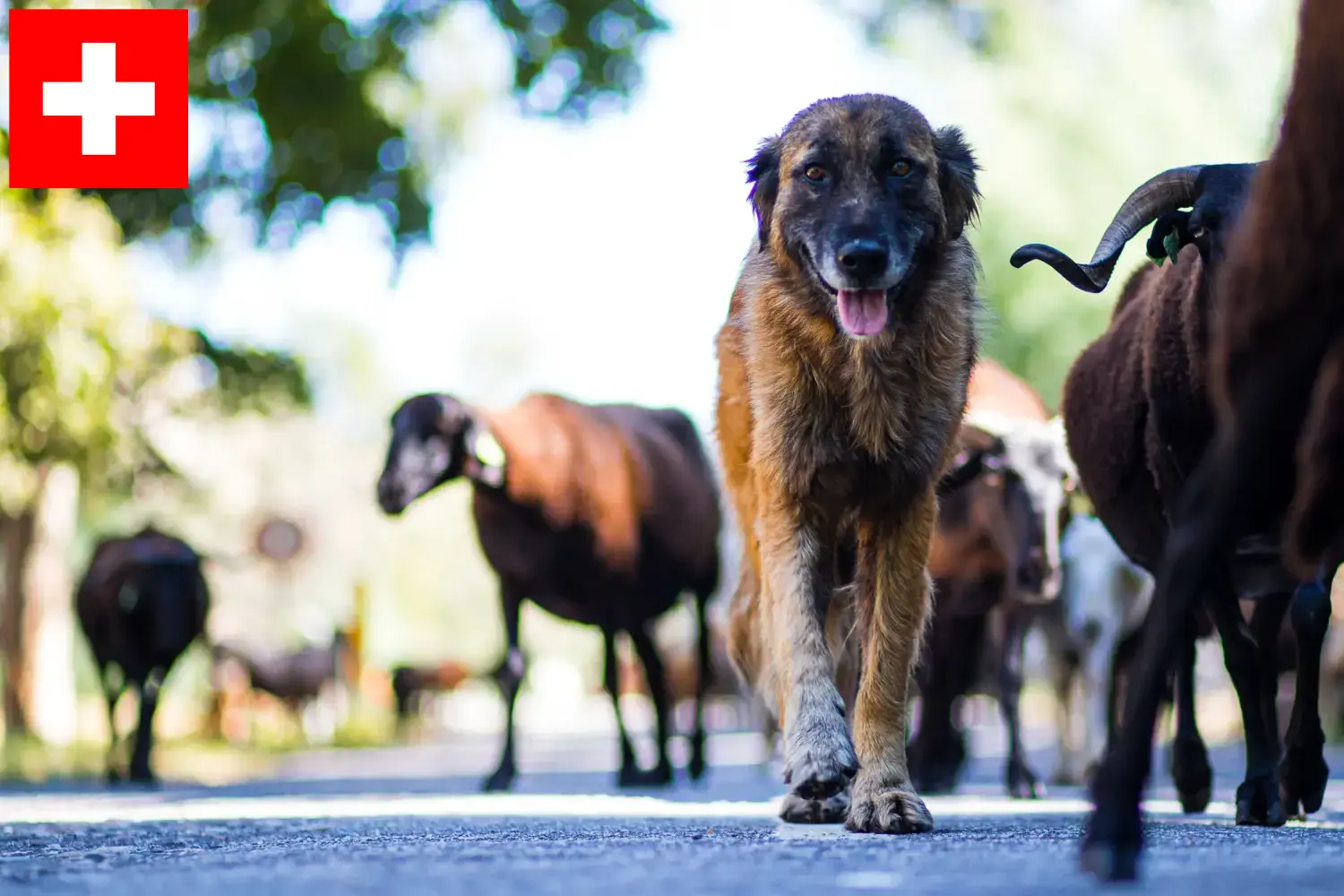 Cão Da Serra Da Estrela kölykök és tenyésztők Svájcban Itt megtalálja a Cão Da Serra Da Estrelas tenyésztőit Svájcban.