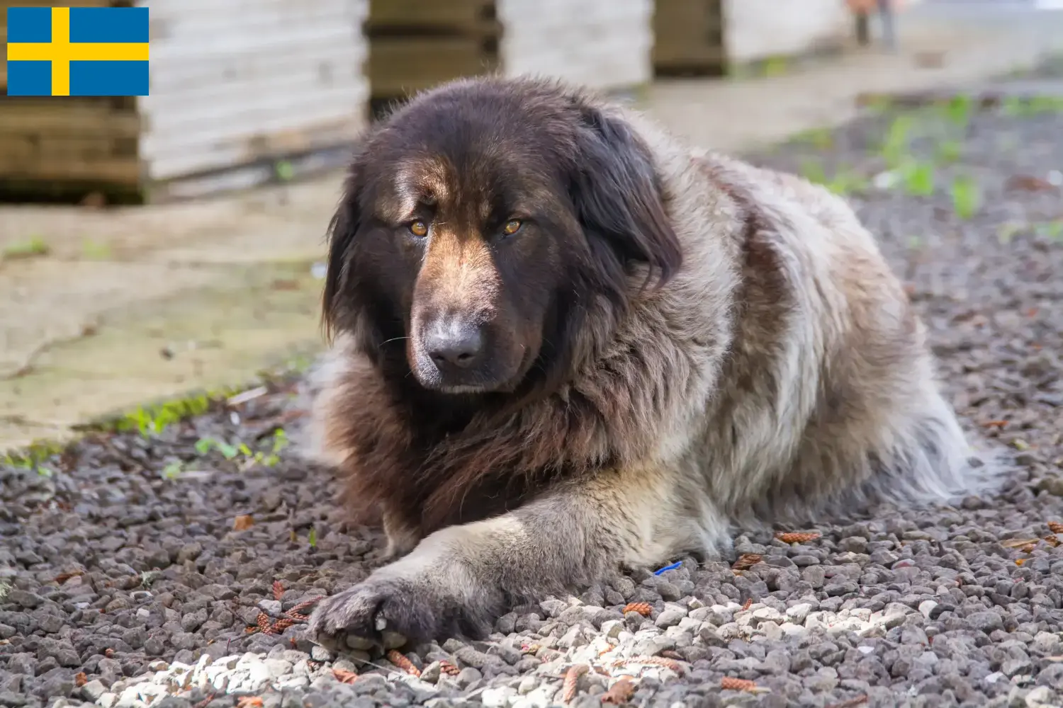 Cão Da Serra Da Estrela kölyökkutyák és tenyésztők Svédországban Itt megtalálja a svédországi Cão Da Serra Da Estrelas tenyésztőket.
