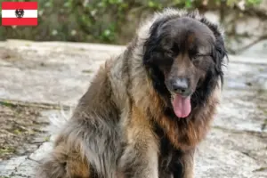 Read more about the article Cão Da Serra Da Estrela tenyésztők és kiskutyák Ausztriában