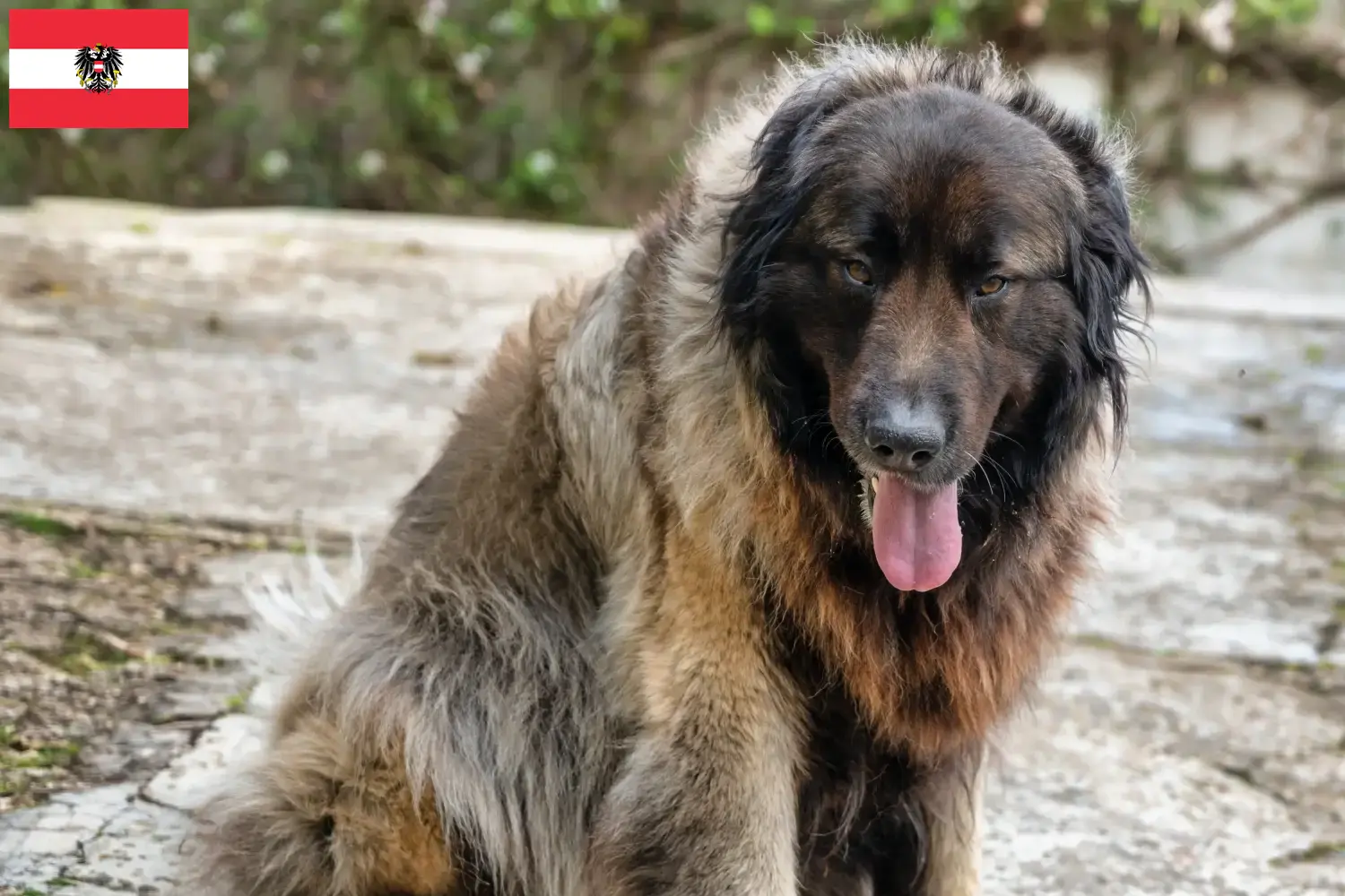 Cão Da Serra Da Estrela kiskutyák és tenyésztők Ausztria Itt megtalálhatja a Cão Da Serra Da Estrelas tenyésztőit Ausztriában.