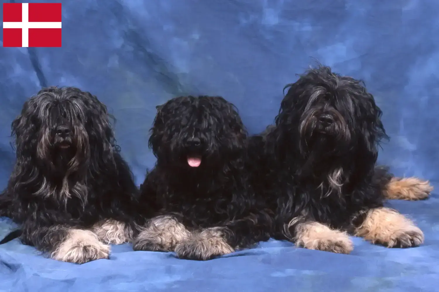 Cão da Serra de Aires kiskutyák és tenyésztők Dánia Itt megtalálja a dániai Cão da Serra de Aires tenyésztőket.