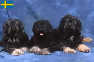 Read more about the article Cão da Serra de Aires tenyésztők és kiskutyák Svédországban