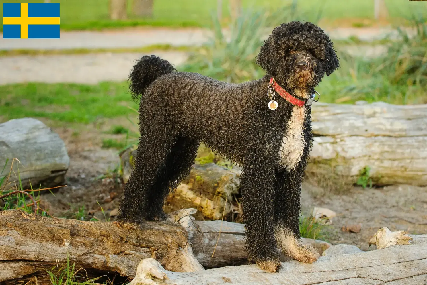 Read more about the article Cão de Agua português tenyésztők és kiskutyák Svédországban