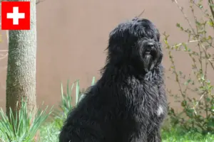 Read more about the article Cão de Agua português tenyésztők és kiskutyák Svájcban