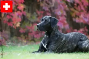 Read more about the article Cão Fila de São Miguel tenyésztők és kiskutyák Svájcban