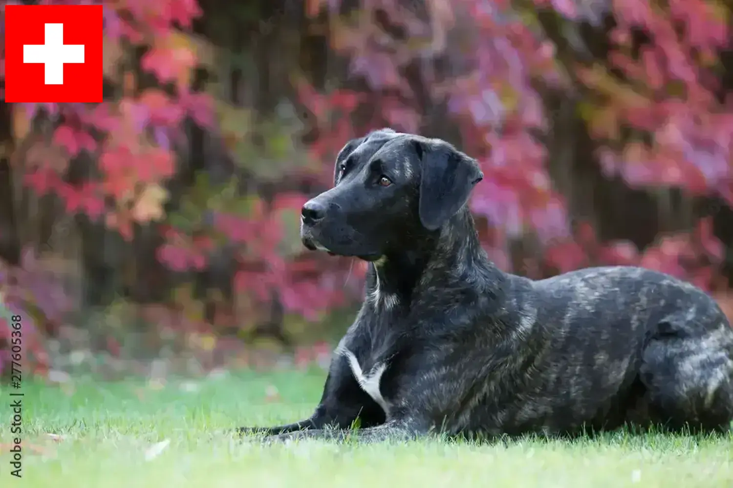 Cão Fila de São Miguel kiskutyák és tenyésztők Svájc Találd meg itt a Cão Fila de São Miguels tenyésztőket Svájcban.