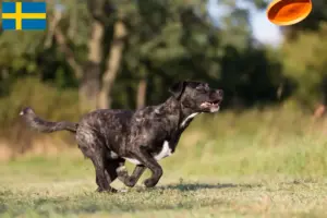 Read more about the article Cão Fila de São Miguel tenyésztők és kölykök Svédországban