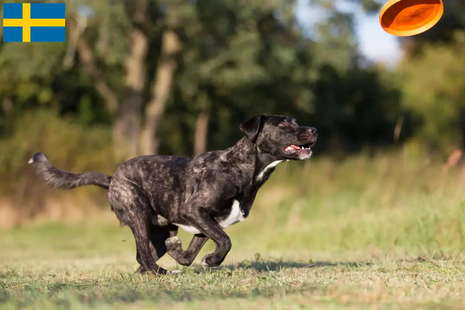 Read more about the article Cão Fila de São Miguel tenyésztők és kölykök Svédországban