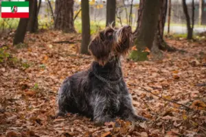 Read more about the article Český fousek tenyésztők és kiskutyák Észak-Rajna-Vesztfália területén