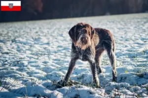 Read more about the article Český fousek tenyésztők és kölyökkutyák Türingiában