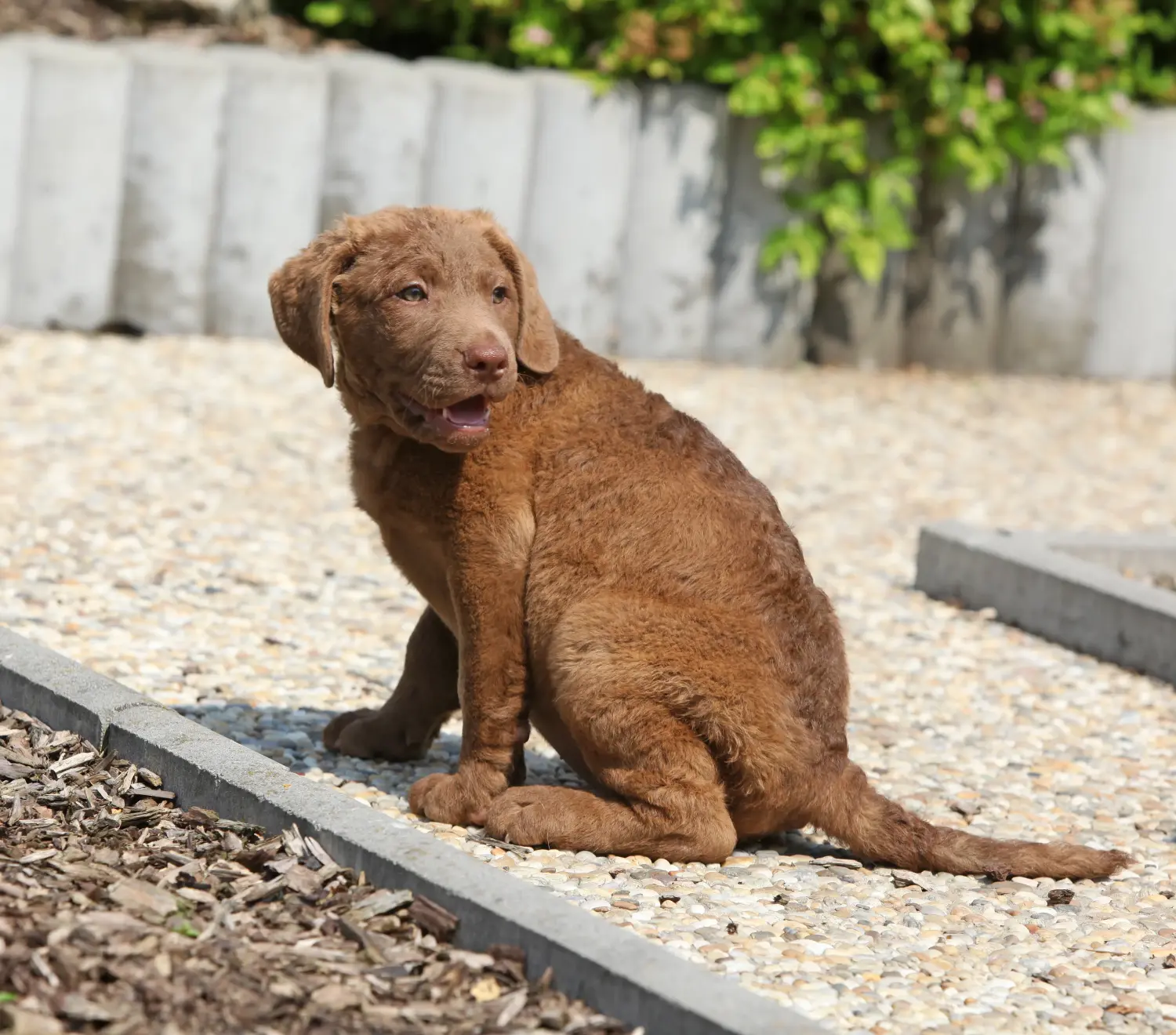 Egy Chesapeake Bay Retriever kiskutya megvásárlása felelősségvállalást jelent! Chesapeake Bay Retriever kiskutyák vásárlása.