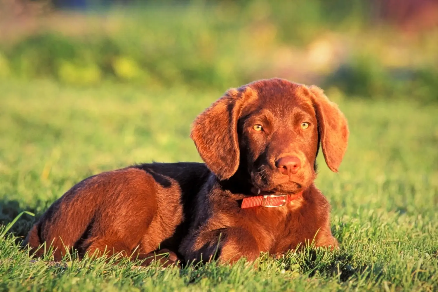 Egy Chesapeake Bay Retriever kiskutya megvásárlása felelősségvállalást jelent! Chesapeake Bay Retriever kiskutyák vásárlása.