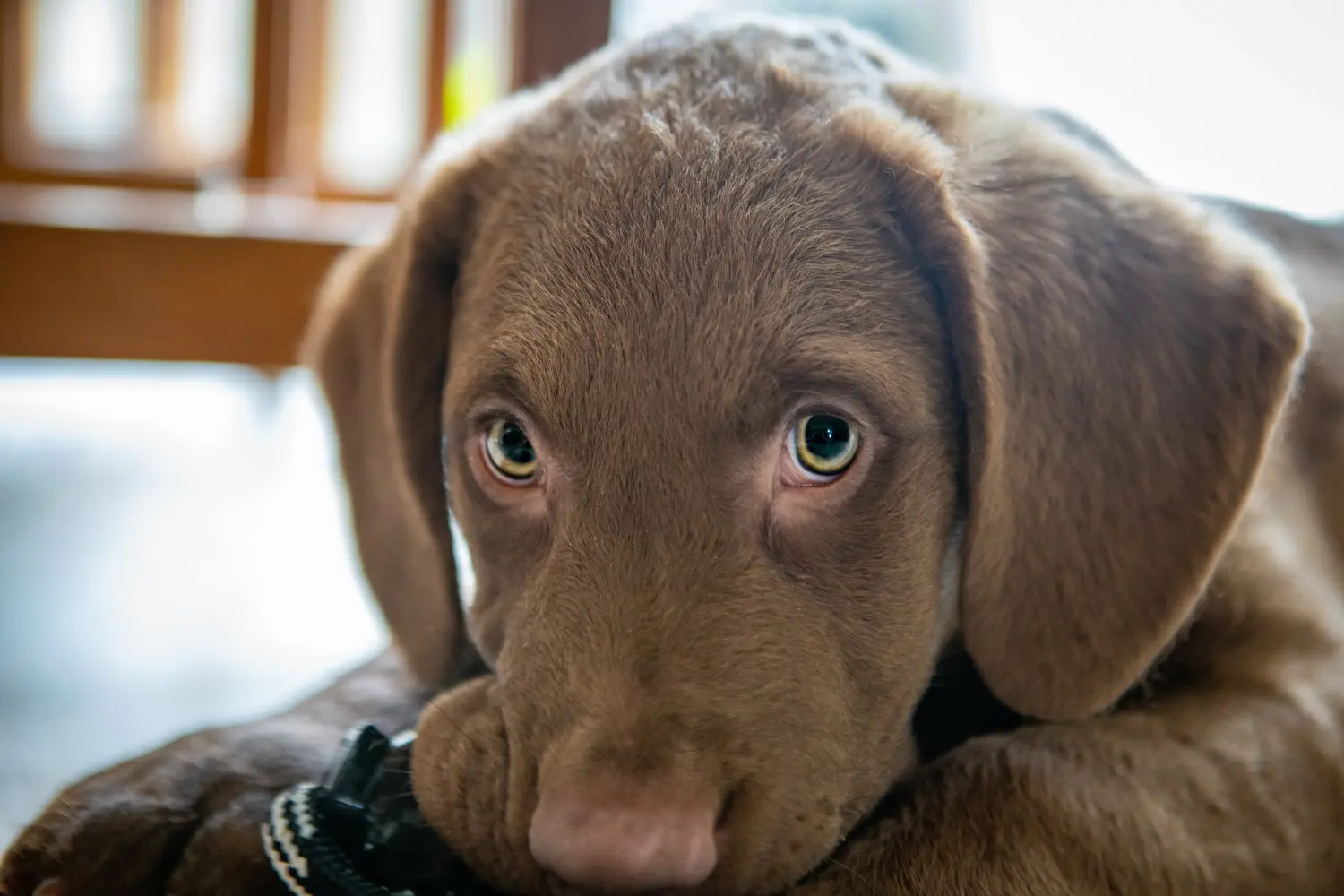 Egy Chesapeake Bay Retriever kiskutya megvásárlása felelősségvállalást jelent! Chesapeake Bay Retriever kiskutyák vásárlása.
