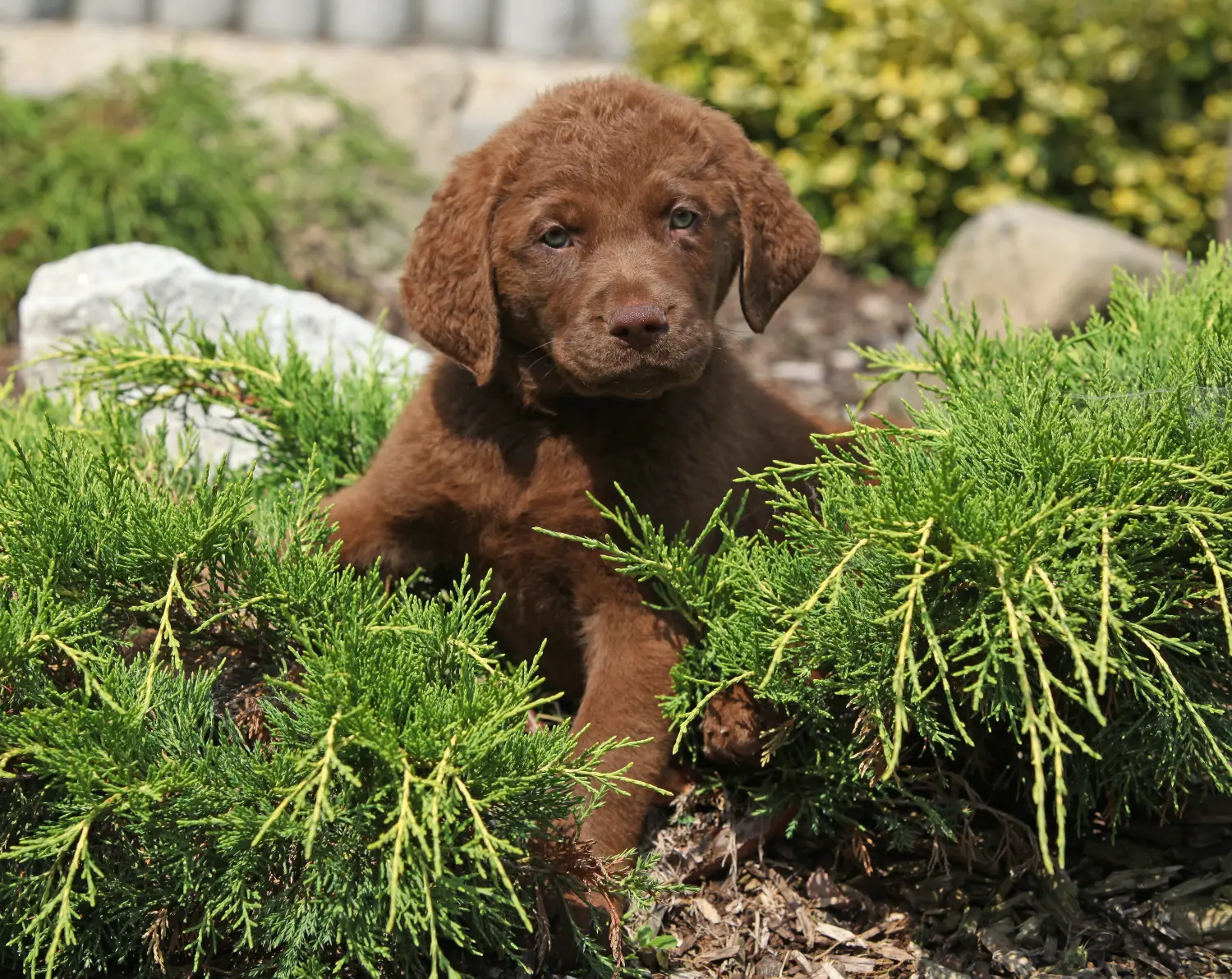 Egy Chesapeake Bay Retriever kiskutya megvásárlása felelősségvállalást jelent! Chesapeake Bay Retriever kiskutyák vásárlása.