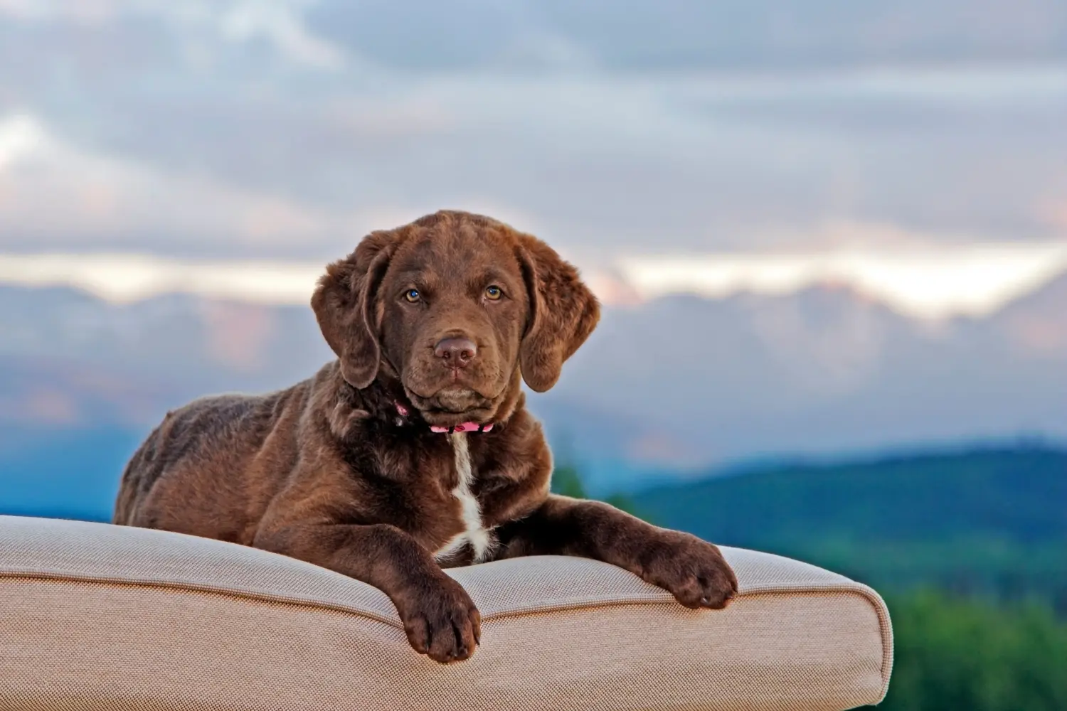 Egy Chesapeake Bay Retriever kiskutya megvásárlása felelősségvállalást jelent! Chesapeake Bay Retriever kiskutyák vásárlása.