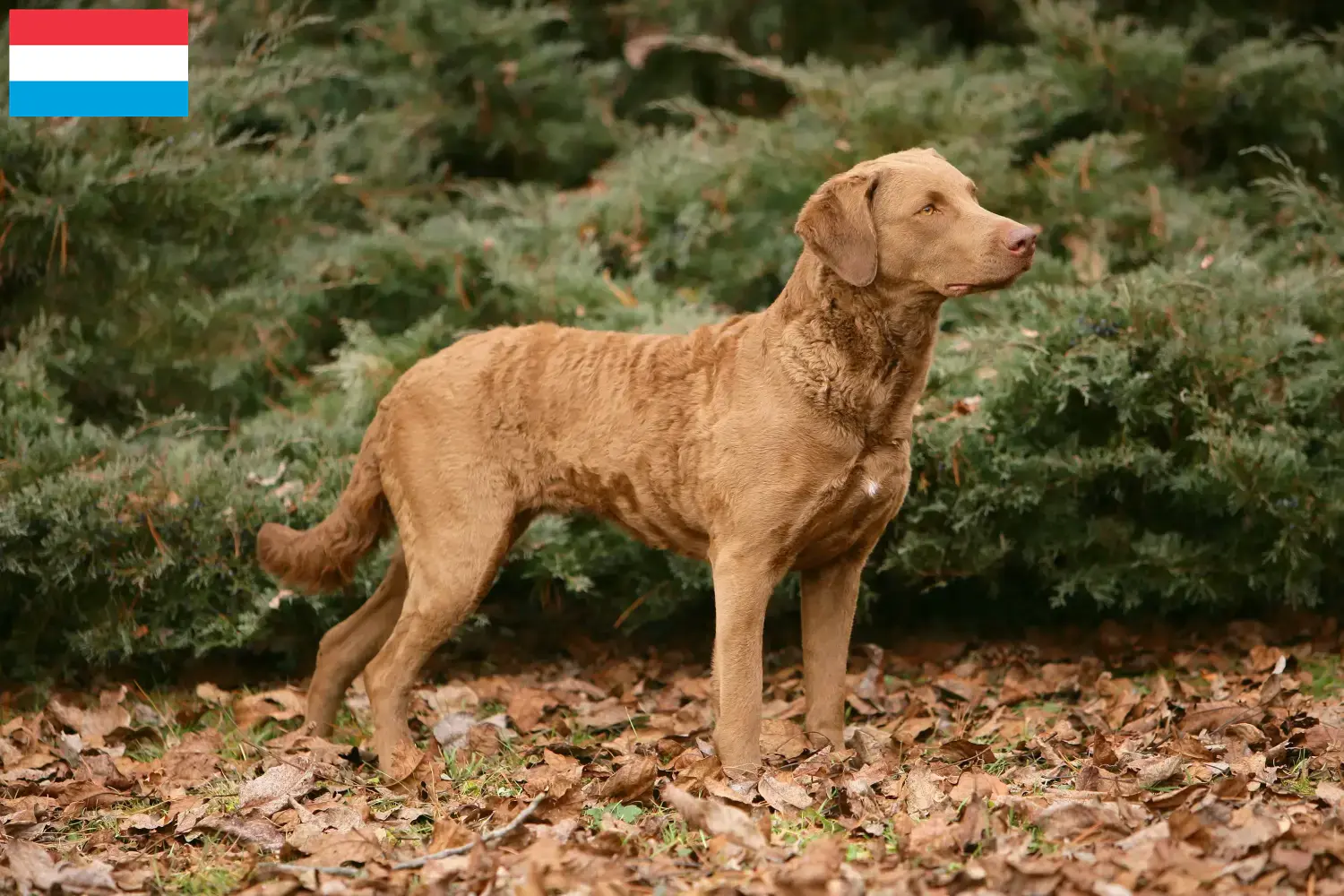 Chesapeake Bay Retriever kiskutyák és tenyésztők Luxemburg Keress Chesapeake Bay Retriever tenyésztőket Luxemburg területén.