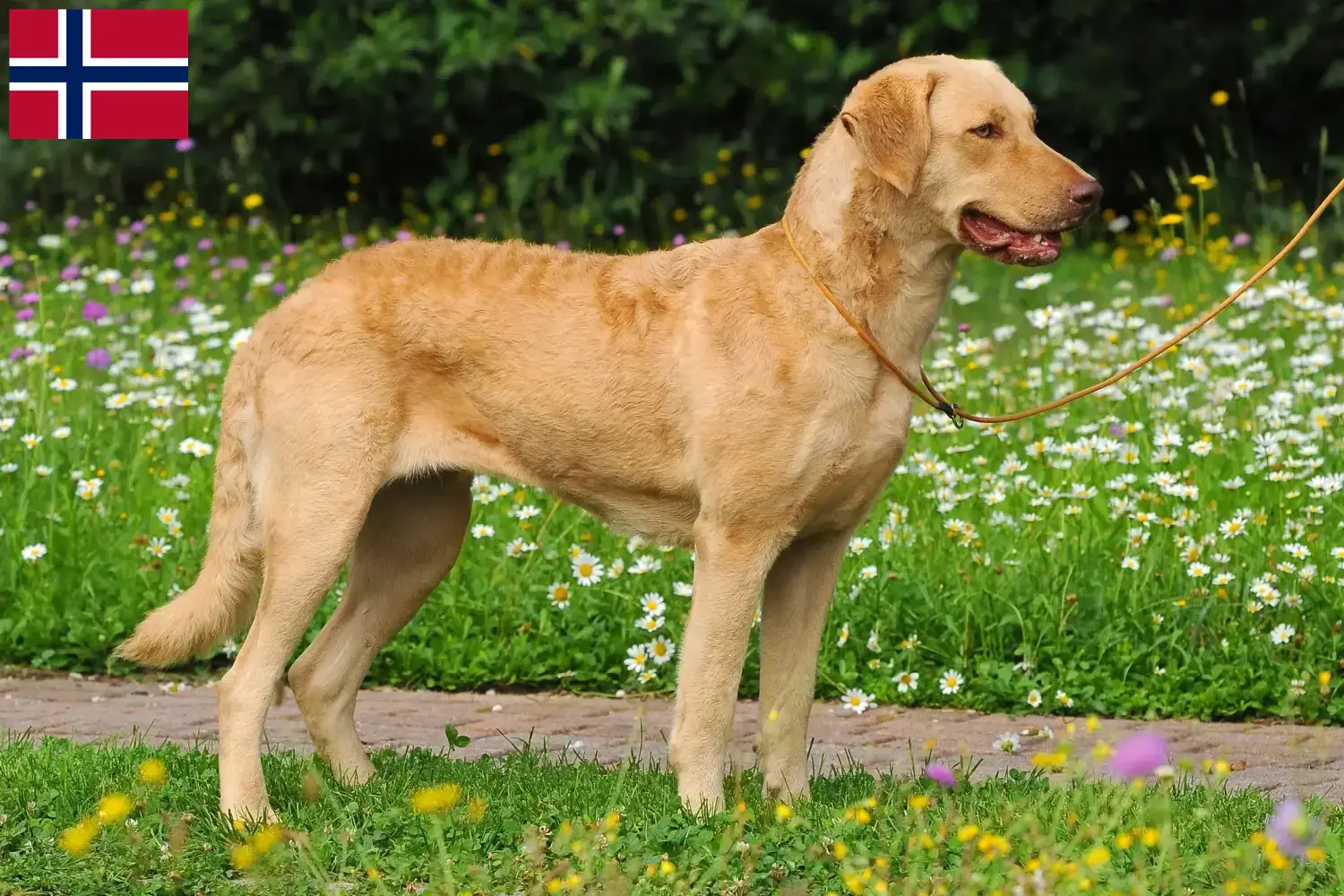 Chesapeake Bay Retriever kiskutyák és tenyésztők Norvégia Keresse meg a Chesapeake Bay Retriever tenyésztőket Norvégia területén.