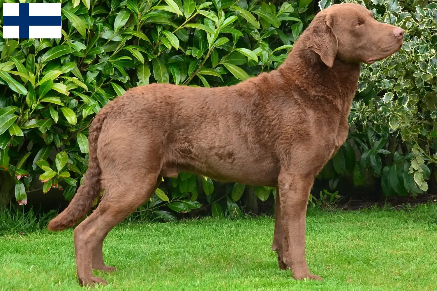Chesapeake Bay Retriever kiskutyák és tenyésztők Finnország Keresse meg a Chesapeake Bay Retriever tenyésztőket Finnországban.