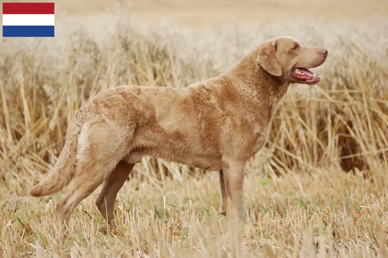 Chesapeake Bay Retriever kölykök és tenyésztők Hollandia Keressen Chesapeake Bay Retriever tenyésztőket Hollandia területén.