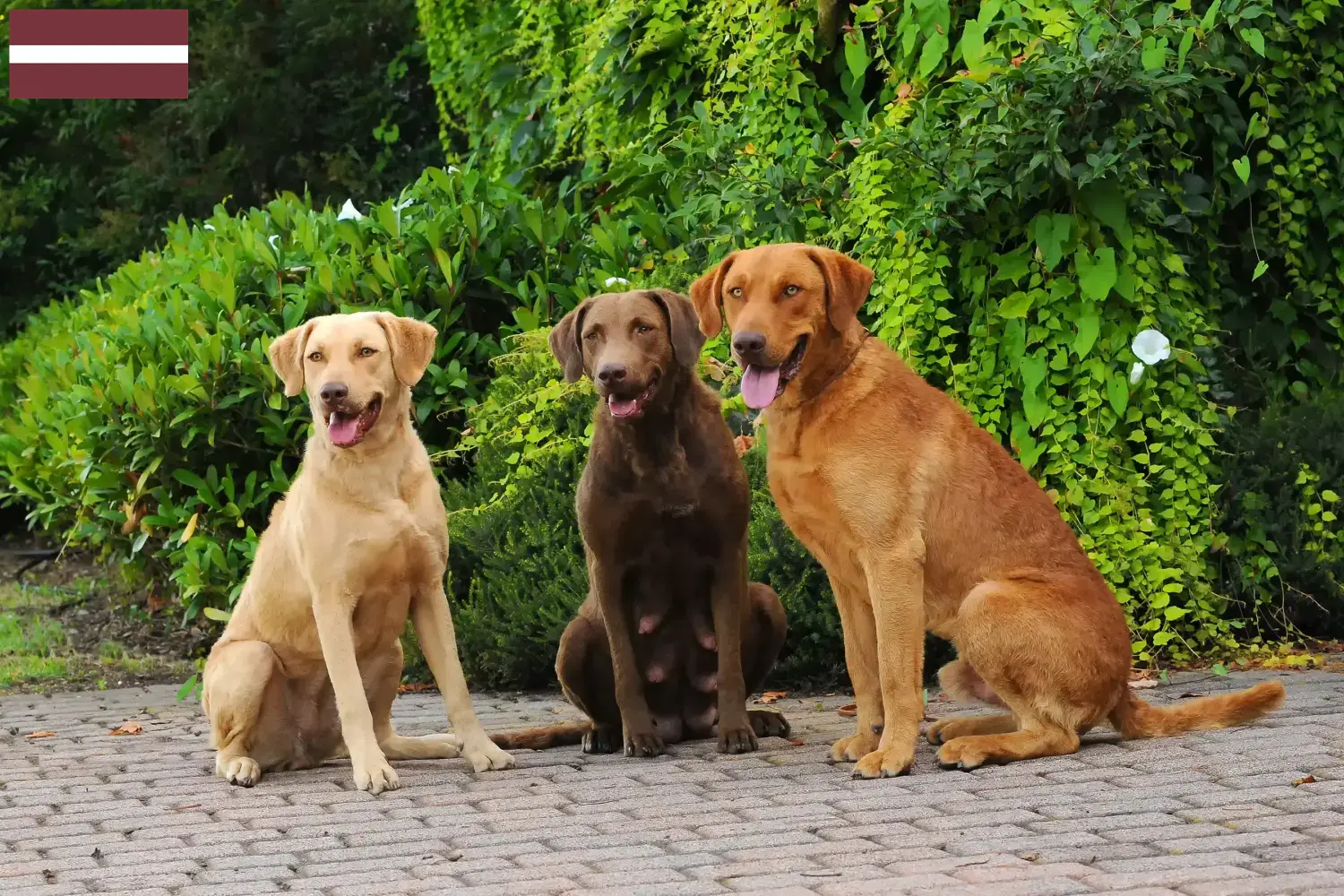 Chesapeake Bay Retriever kiskutyák és tenyésztők Lettország Keresse meg a Chesapeake Bay Retriever tenyésztőket Lettországban.