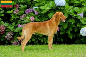 Read more about the article Chesapeake Bay Retriever tenyésztők és kölykök Litvániában