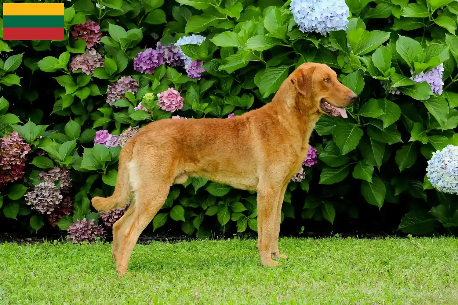 Chesapeake Bay Retriever kiskutyák és tenyésztők Litvánia Keress Chesapeake Bay Retriever tenyésztőket Litvániában.
